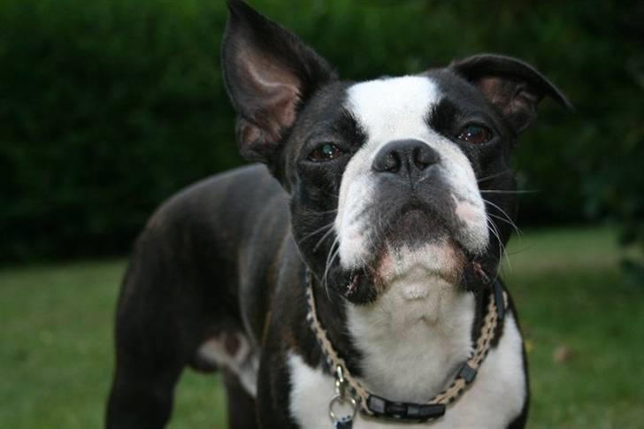 Boston terrier Conrad - På skovtur billede 1