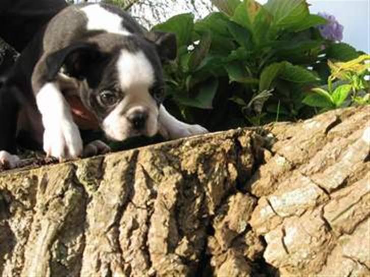 Boston terrier Conrad billede 2