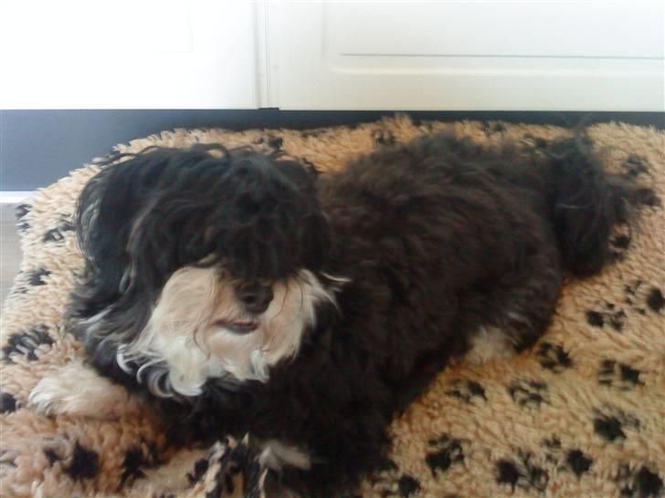 Bichon havanais Jivika¤bassen¤ - Jivika på trampolinen billede 1