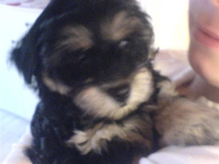 Bichon havanais Jivika¤bassen¤ - Lille bitte Jivika billede 2