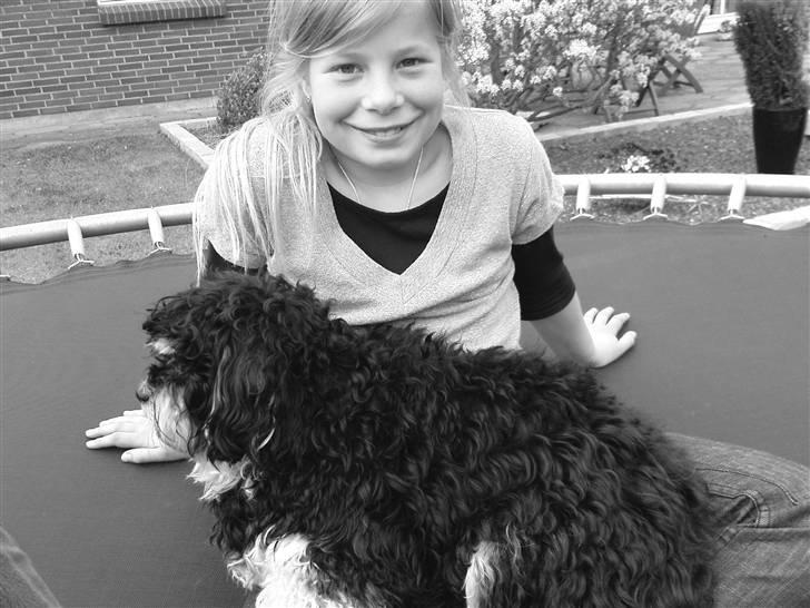 Bichon havanais Jivika¤bassen¤ - Mig og Jivika er på trampolinen billede 3