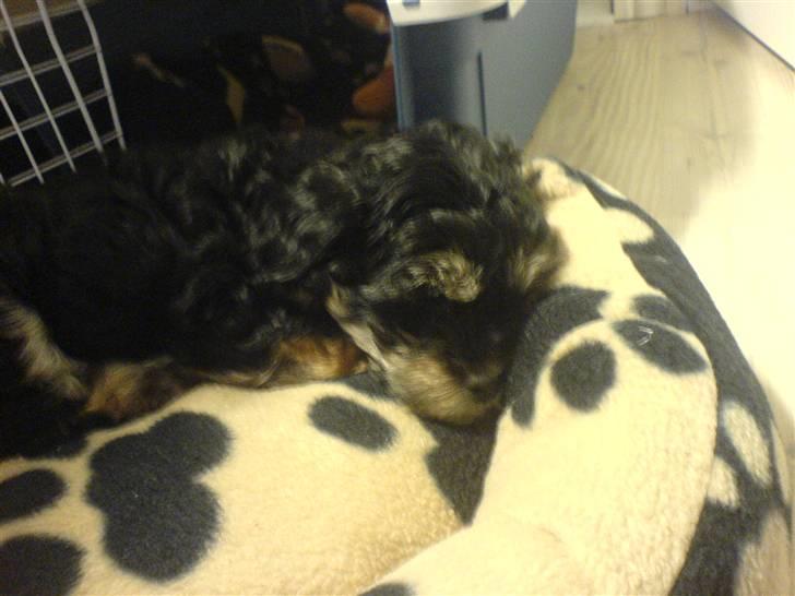 Bichon havanais Jivika¤bassen¤ - Jivika i sin kurv billede 4