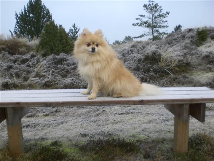 Pomeranian Gismo *R.I.P. 2016* - December 2008 billede 13