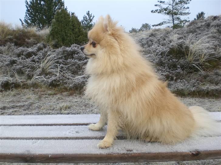 Pomeranian Gismo *R.I.P. 2016* - December 2008 billede 14