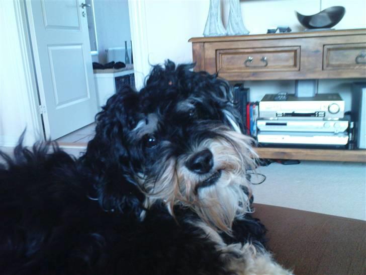 Bichon havanais Jivika¤bassen¤ - Jivika i sofaen billede 5