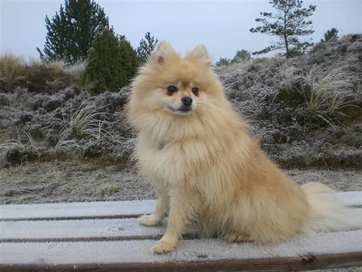 Pomeranian Gismo *R.I.P. 2016* - December 2008 billede 15