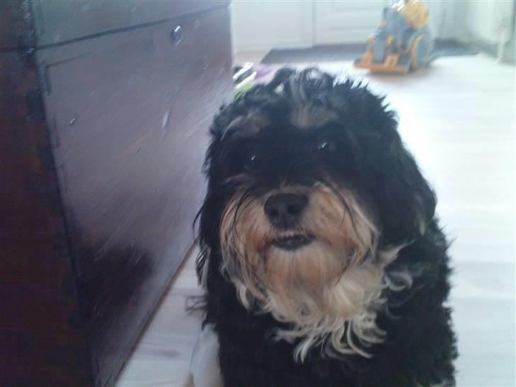 Bichon havanais Jivika¤bassen¤ - Jivika på gangen billede 6