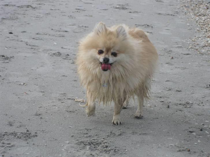 Pomeranian Gismo *R.I.P. 2016* - Maj 2009 billede 16