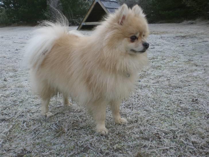 Pomeranian Gismo *R.I.P. 2016* - December 2008 billede 17
