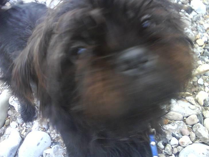 Blanding af racer Tyson¤RIP¤ billede 13