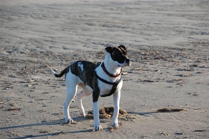 Amerikansk bulldog Mille - 8 mdr. billede 8