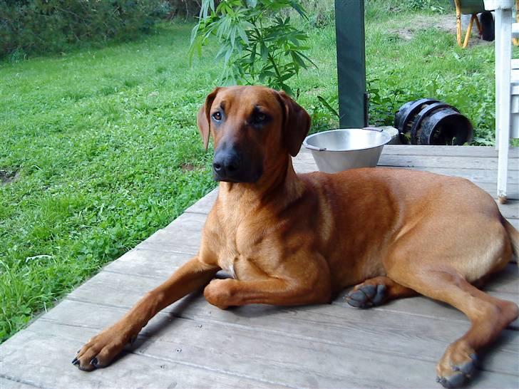 Rhodesian ridgeback Iljo R.i.P (Himmelhund) billede 1
