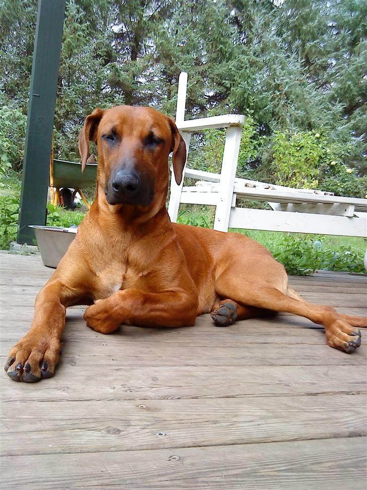 Rhodesian ridgeback Iljo R.i.P (Himmelhund) billede 2