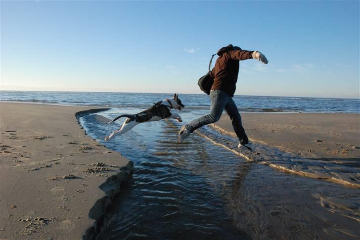 Amerikansk bulldog Mille - 8 mdr. billede 9