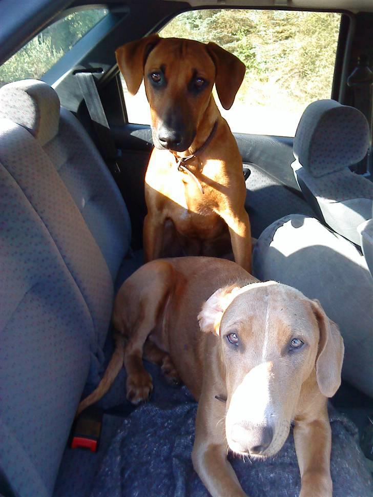 Rhodesian ridgeback Iljo R.i.P (Himmelhund) billede 3