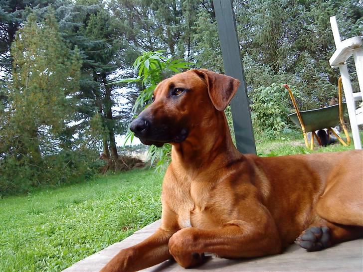 Rhodesian ridgeback Iljo R.i.P (Himmelhund) billede 4