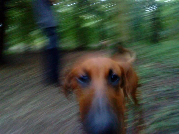 Rhodesian ridgeback Iljo R.i.P (Himmelhund) billede 5