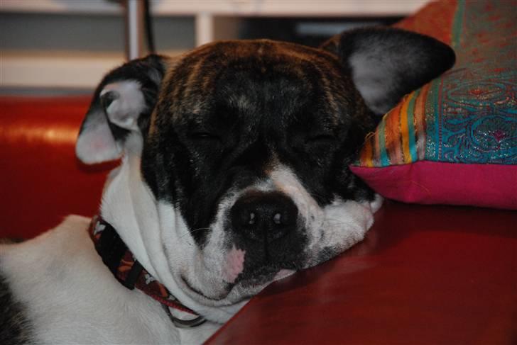 Amerikansk bulldog Mille - 8 mdr. billede 10