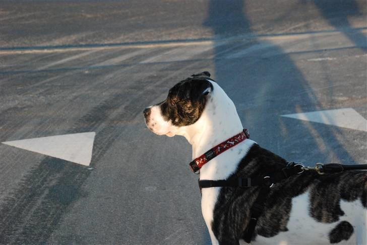 Amerikansk bulldog Mille - 8 mdr. billede 11