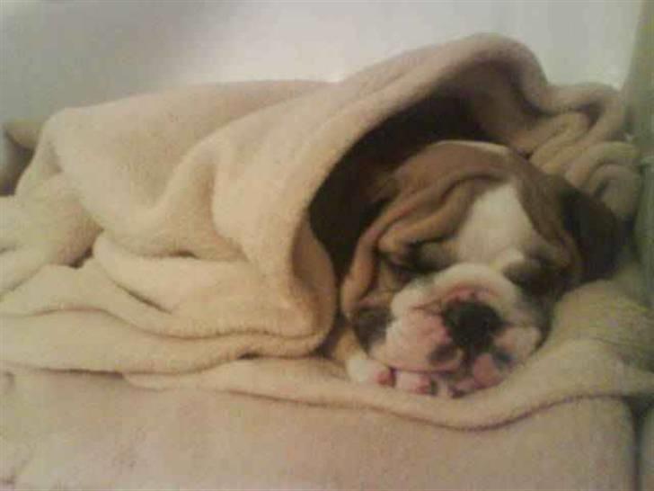 Engelsk bulldog Bertha - Sover oppe på sofaen, selvom reglen siger nej ;) billede 1