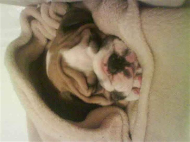 Engelsk bulldog Bertha - Puha det her tæppe er godt nok dejligt billede 2