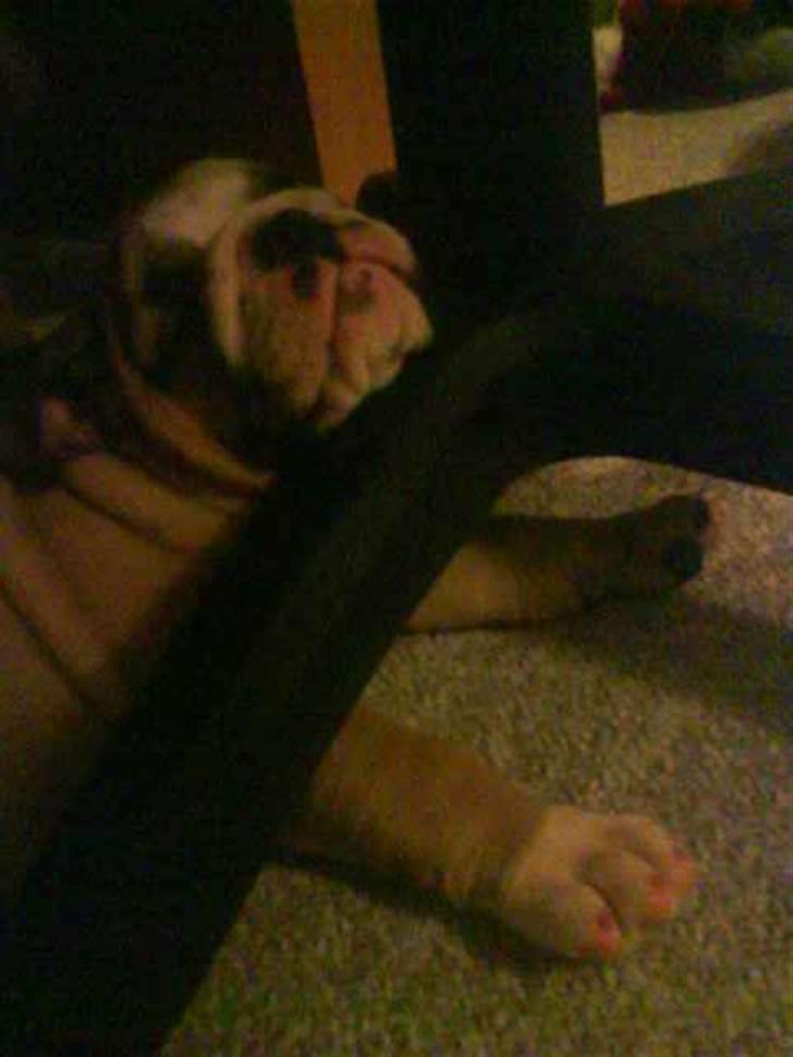 Engelsk bulldog Bertha - Far spiller computer, jeg må heller pas på ham billede 3