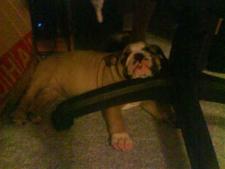 Engelsk bulldog Bertha - Puha den her computer stol er en go hovedpude billede 4