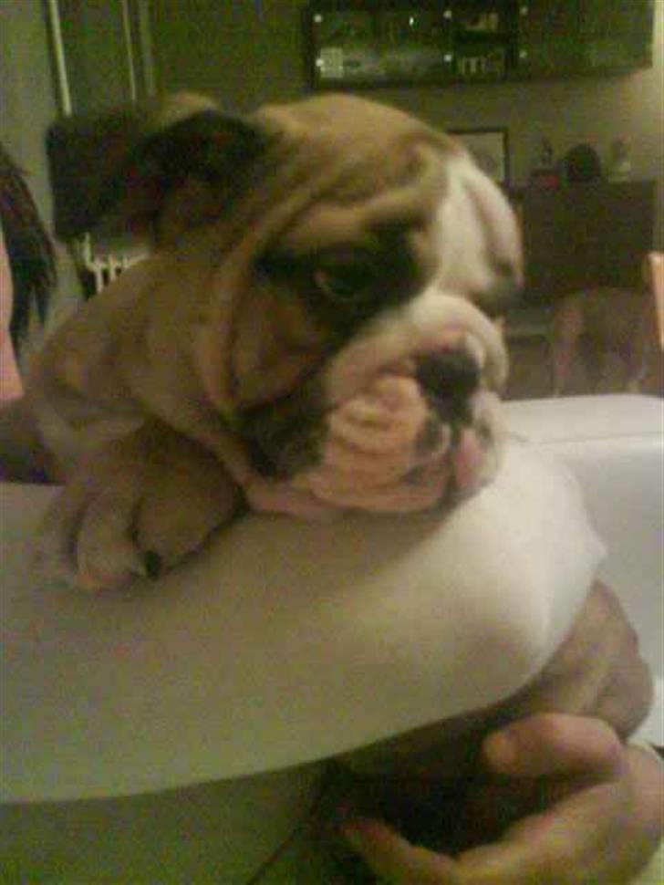 Engelsk bulldog Bertha - Ih mor alt det krammeri må snart være nok, jeg vil meget heller SOVE billede 5