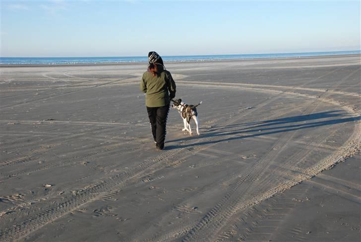 Amerikansk bulldog Mille - 8 mdr. billede 12