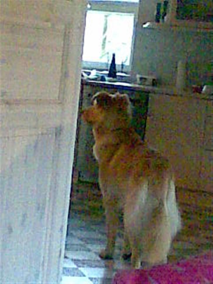 Golden retriever bmse billede 1