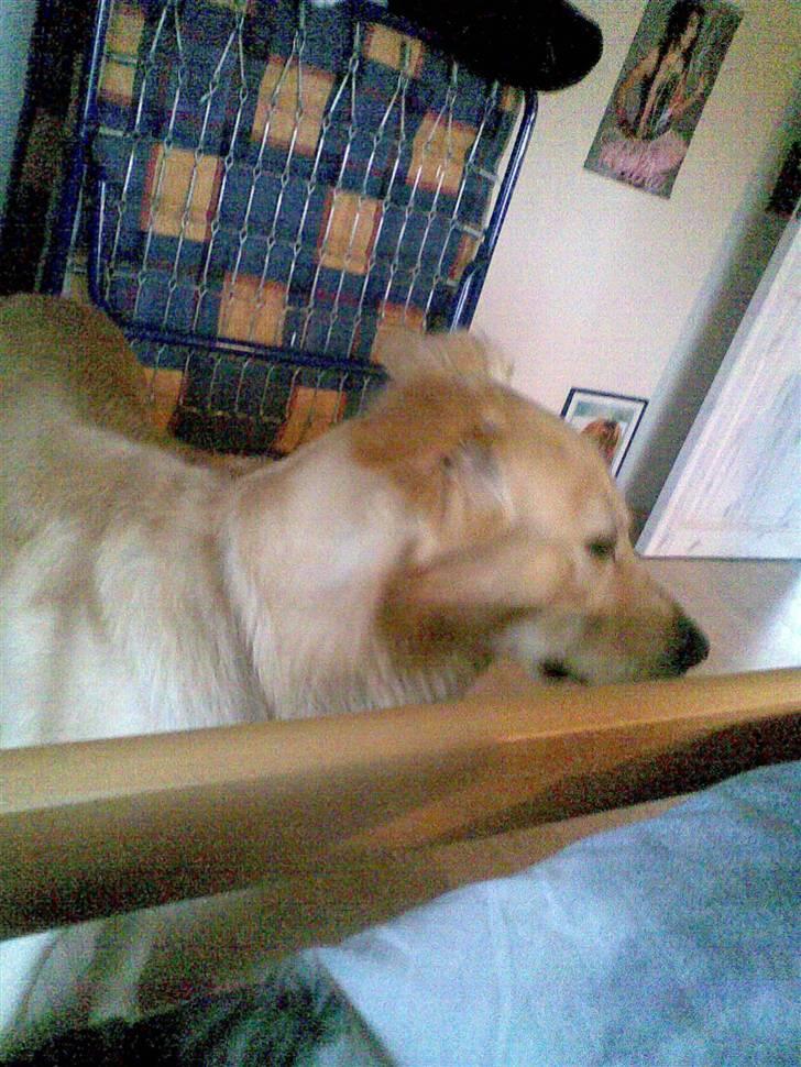 Golden retriever bmse billede 2