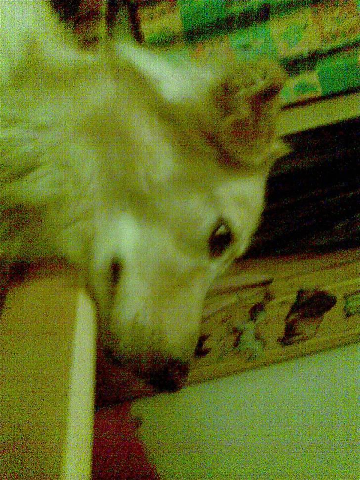 Golden retriever bmse billede 3