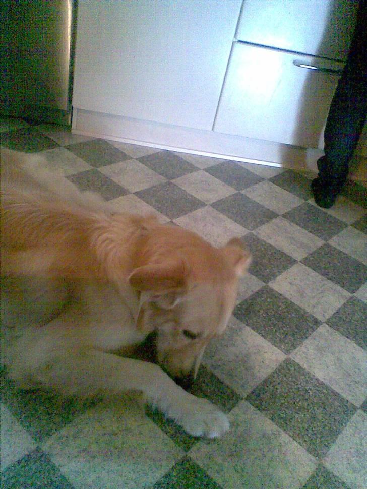 Golden retriever bmse billede 4