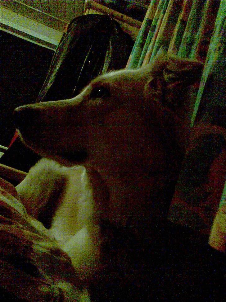 Golden retriever bmse billede 5