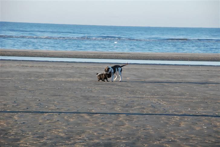 Amerikansk bulldog Mille - 8 mdr. billede 13