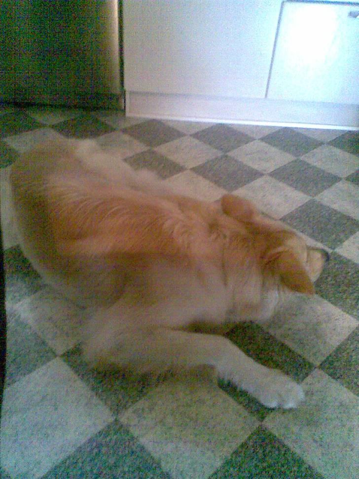 Golden retriever bmse billede 7