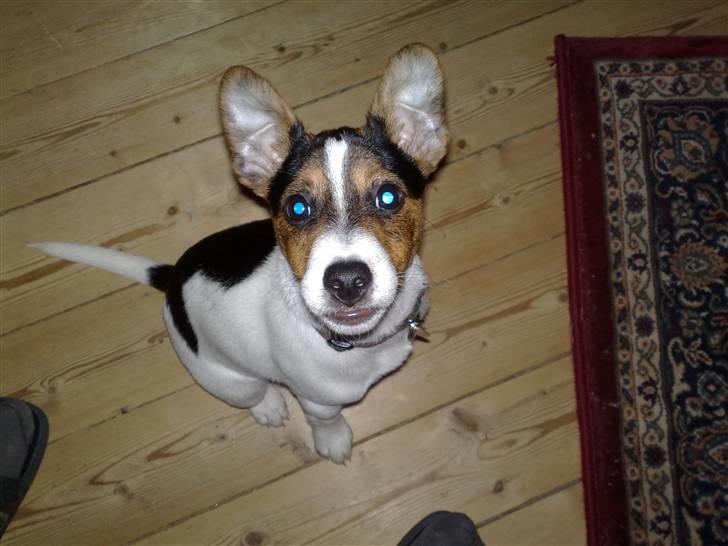 Dansk svensk gaardhund Pondus billede 10