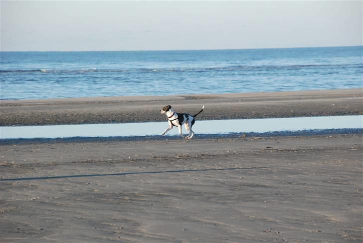 Amerikansk bulldog Mille - 8 mdr. billede 14