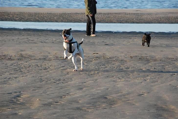 Amerikansk bulldog Mille - 8 mdr. billede 15