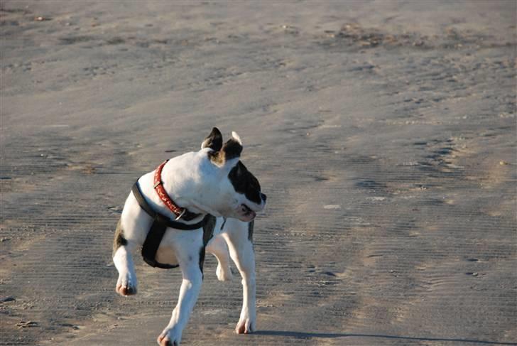 Amerikansk bulldog Mille - 8 mdr. billede 16