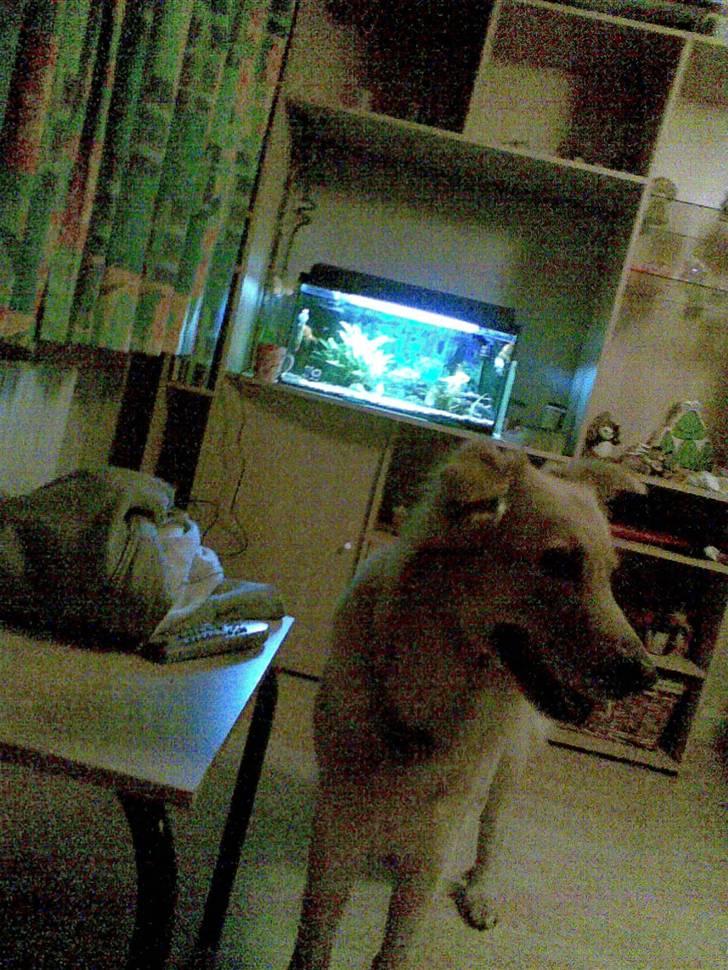 Golden retriever bmse billede 8