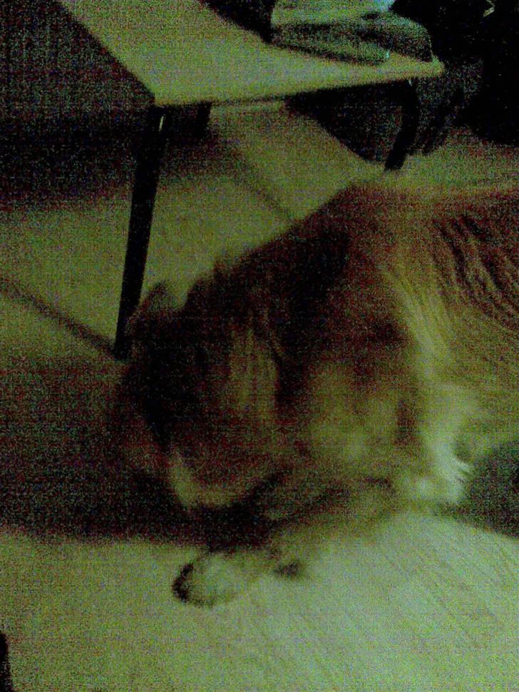 Golden retriever bmse billede 9