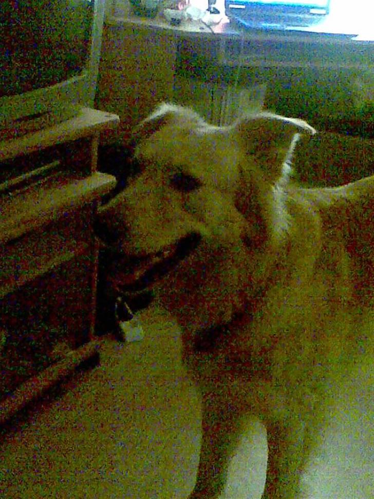 Golden retriever bmse billede 10