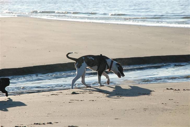 Amerikansk bulldog Mille - 8 mdr. billede 17