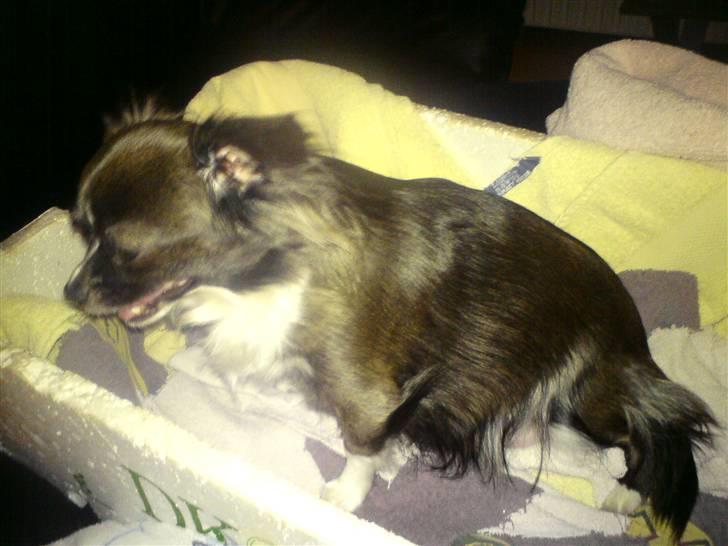 Chihuahua Julie - Min føste veer....uha det gør ondt ..... billede 5