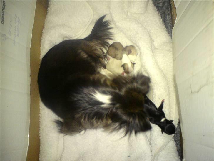 Chihuahua Julie - Mig sammen med mine børn nr 1. billede 6