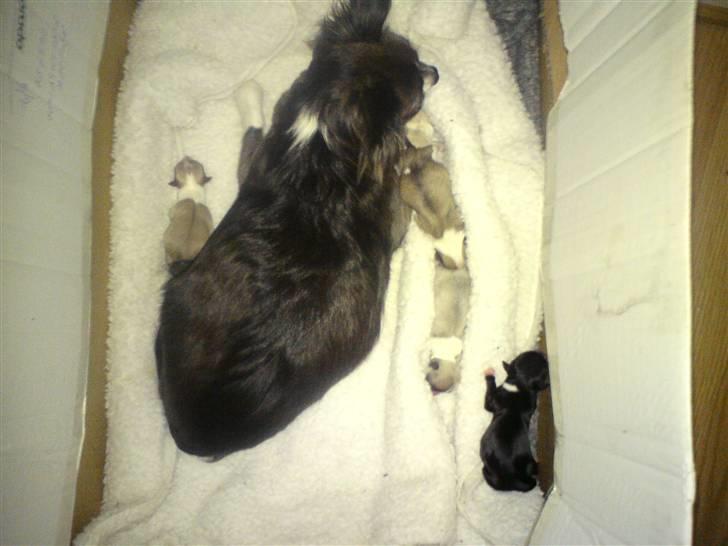 Chihuahua Julie - Mig sammen med mine børn nr 2. billede 7