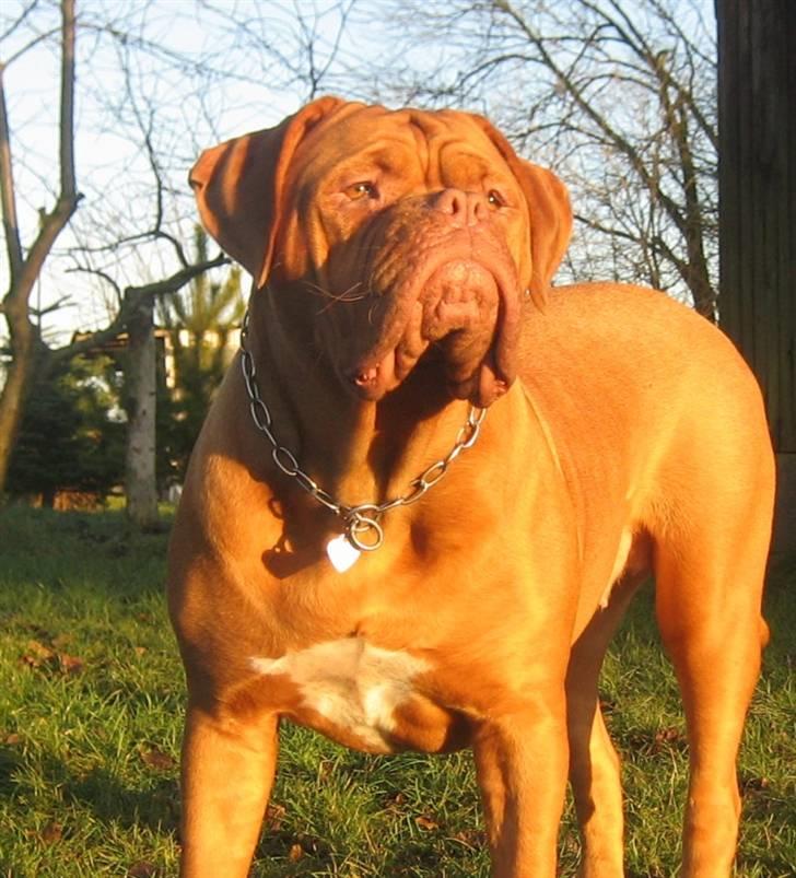 Dogue de bordeaux J'adore - 1 år gammel billede 1
