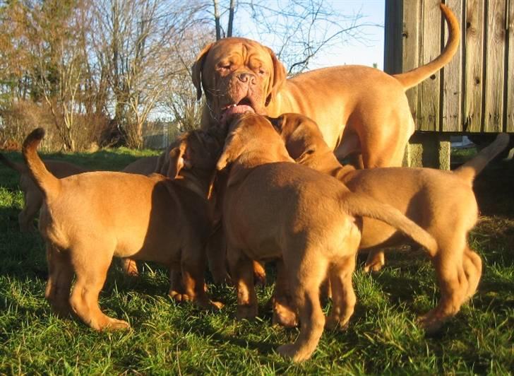 Dogue de bordeaux J'adore - Alletiders barnepige (Clios hvalpe) billede 2
