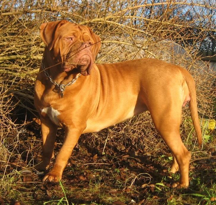 Dogue de bordeaux J'adore - 11 mdr. billede 3